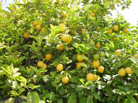 Learn about Nature | Lemon Tree - Learn about Nature