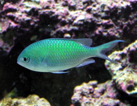 Green Chromis