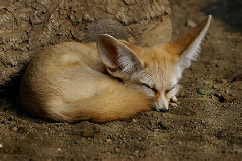 Picture 11 of 12 - Fennec Fox (Vulpes Zerda) Pictures & Images ...