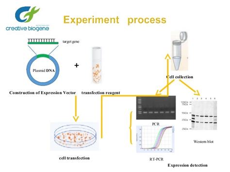 Gene overexpression protocol.doc