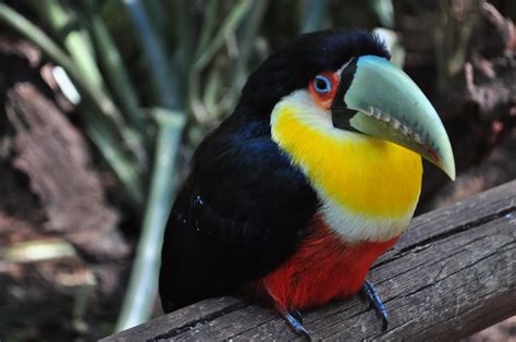 Toucan, Bird, Colorful, Beak wallpaper | HD Wallpapers