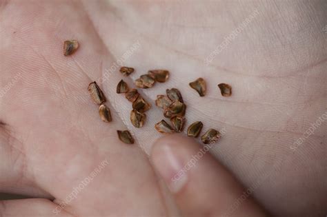 Redwood tree seeds - Stock Image - C015/5351 - Science Photo Library