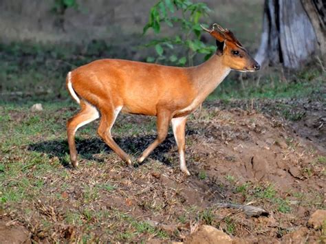 Bhimbandh Wildlife Sanctuary - in Bihar, India | Wildlife sanctuary ...