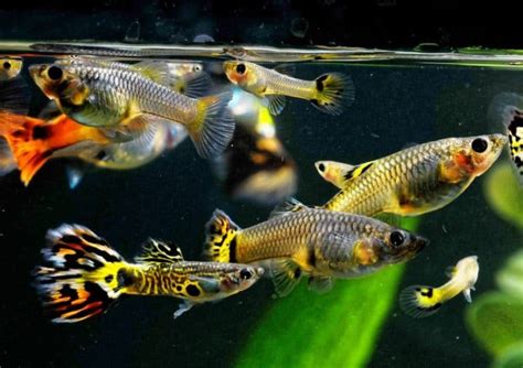 Are Guppies Schooling Fish? - Fish Tank Master