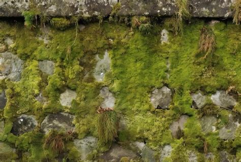 Premium AI Image | moss and lichen covers an old wall in front of a ...