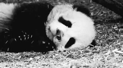 Panda Adorable GIF - Panda Adorable Sleeping GIFs | Say more with Tenor