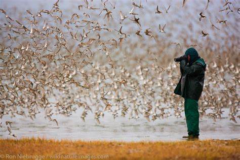 Shorebird Migration | Photos by Ron Niebrugge