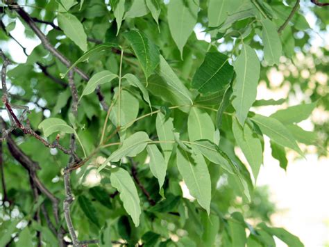 Department of Botany