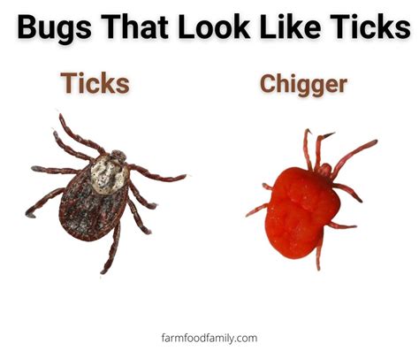 18 Bugs That Look Like Ticks But Aren't In Your House (With Pictures)