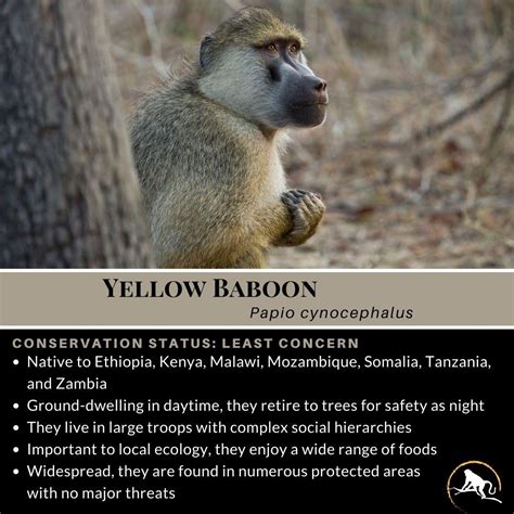 Yellow Baboon, Papio cynocephalus | New England Primate Conservancy