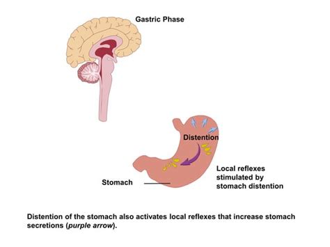 Digestive system (Digestive juice)/Function/Composition | PPT