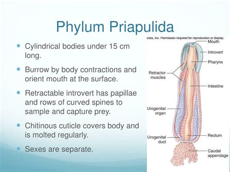 PPT - Smaller Ecdysozoans PowerPoint Presentation, free download - ID ...