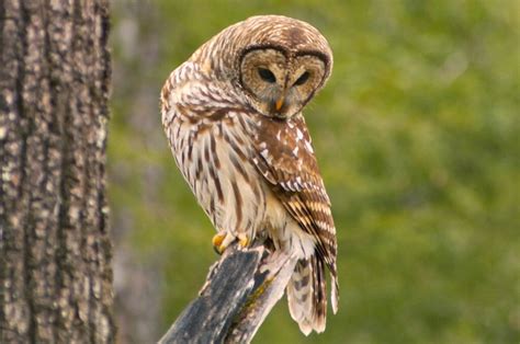 Species Profile: Barred Owl | Mossy Oak Gamekeeper