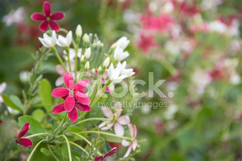 Quisqualis Indica Flower Stock Photo | Royalty-Free | FreeImages