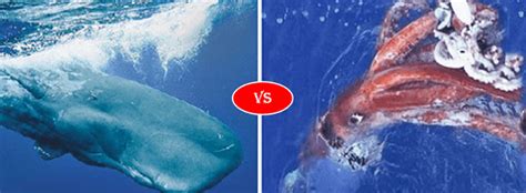 Colossal Squid vs Sperm Whale fight comparison, who will win?