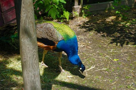 Peacock Eating Food by chilledrawmeat on DeviantArt