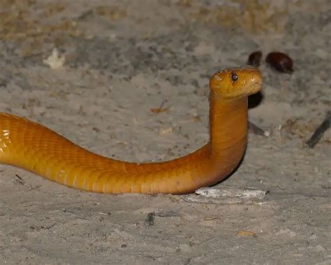 Cape Cobra - Facts, Diet, Habitat & Pictures on Animalia.bio