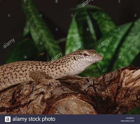 Varanidae High Resolution Stock Photography and Images - Alamy