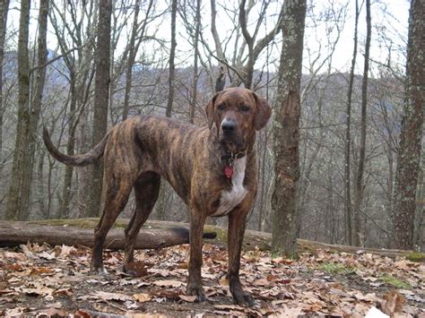 Plott Hound - Puppies, Rescue, Pictures, Information, Temperament ...