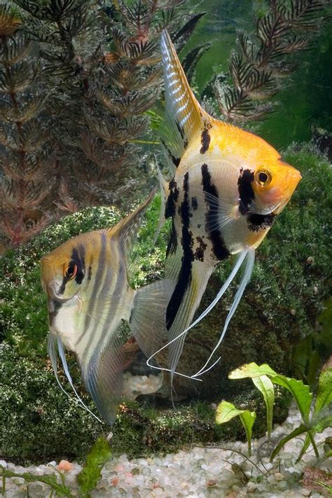 Freshwater Angelfish Species Profiles and Natural History