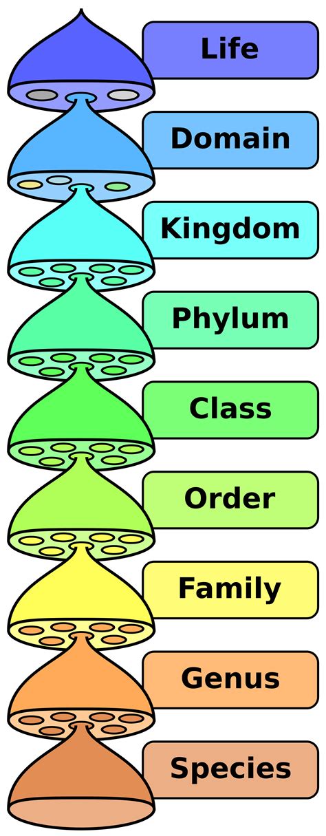 Taxonomic Hierarchy | Knowledge Guild