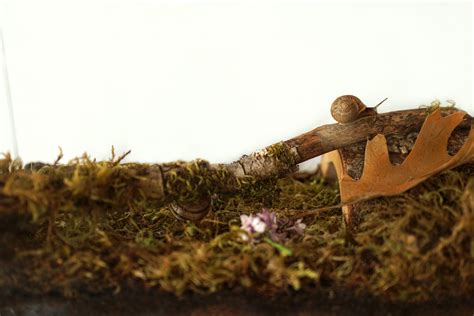 How to Make a Snail Habitat - Woodlark Blog