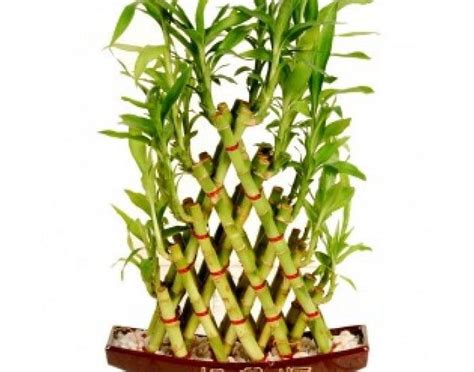 Feng Shui Bamboo Plant Benefits