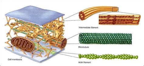 Microtubules- Structure,Functions and Intracellular Organization