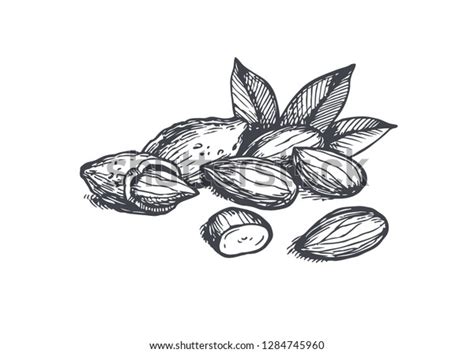 8,323 Almond Sketch Images, Stock Photos & Vectors | Shutterstock