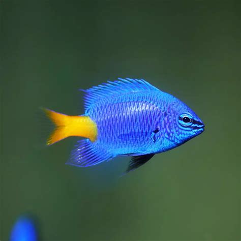 Blue Velvet Damselfish - Fish and Coral Store