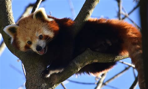 PANDA-VERMELHO - Características, habitat e reprodução