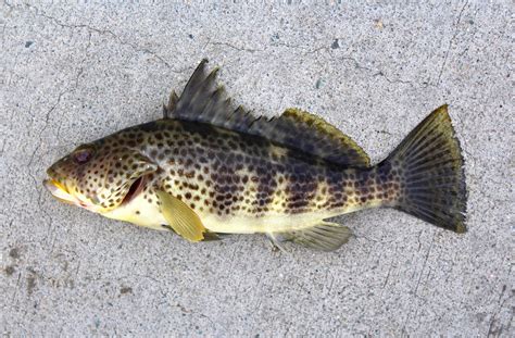 Spotted Sand Bass aka Bay Bass - Pier Fishing in California