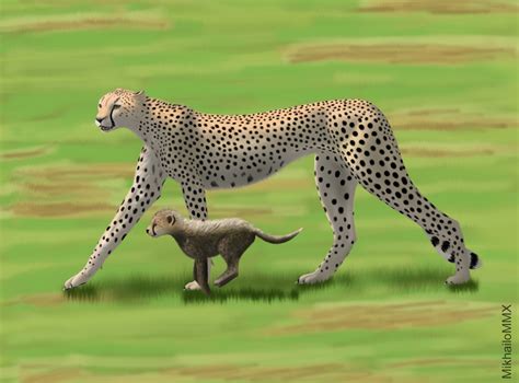 Cheetah Family by MikhailoMMX on DeviantArt