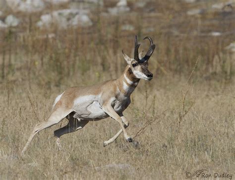 Pronghorn Buck Putting On A Burst Of Speed – Feathered Photography