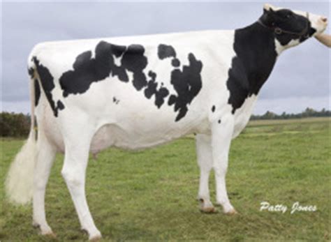 Holstein | The Dairy Site