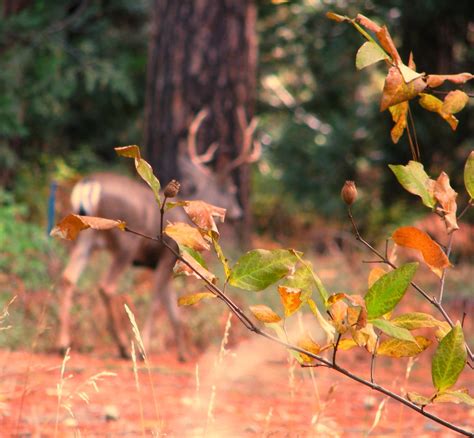 Deer Antlers | A young buck deer walks in the background as … | Flickr