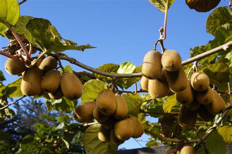 How to Grow Kiwi Vines in Your Landscape