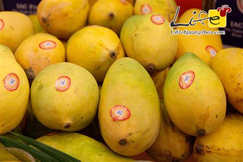 ifferent Kinds of Mangoes photo of Pakistan | Pakistani Fruit and ...