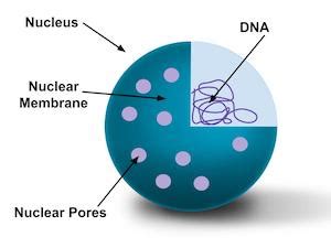 Nuclear Membrane | Definition & Function - Lesson | Study.com