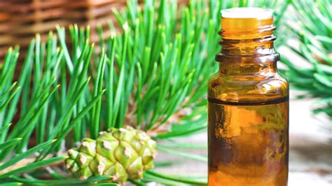 Pine Oil – Triefta Aroma Nusantara | A Way to go Nature