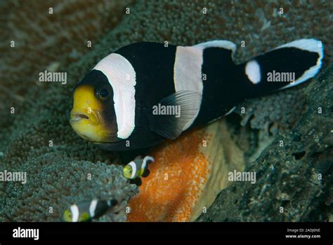 Anemonefish (or Clownfish) live in a symbiotic relationship with sea ...