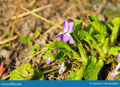 Beautiful Purple Viola in Garden Stock Image - Image of delicate ...