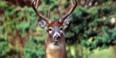 Why Do Deer Snort? – Whitetail Behavior - Outdoor Enthusiast Lifestyle ...