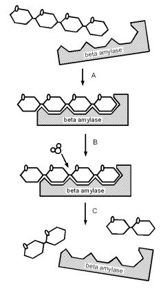 Enzymes - German brewing and more