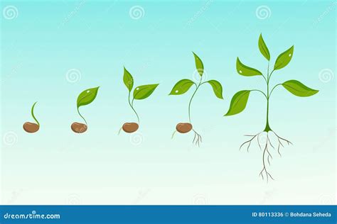 Plant Growth Evolution from Bean Seed To Sapling Stock Vector ...