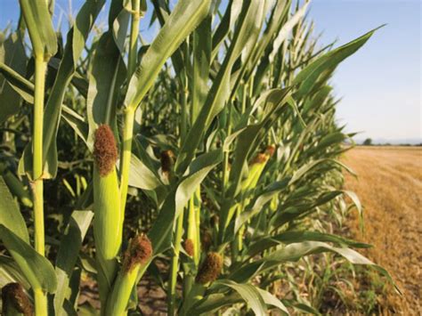 Peluang Usaha Budidaya Jagung Manis Dan Analisa Usahanya - Agrowindo