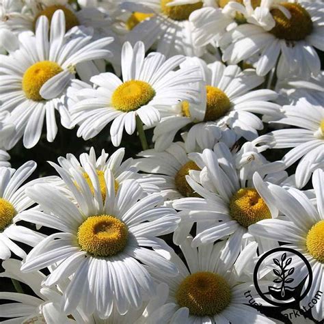 SHASTA DAISY SEEDS - Local Roots