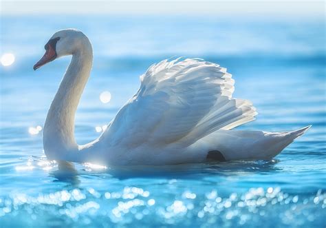 Swan Symbolism & Spiritual Meaning (+ Spirit Animal) | World Birds