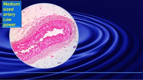 Histology Of Vein