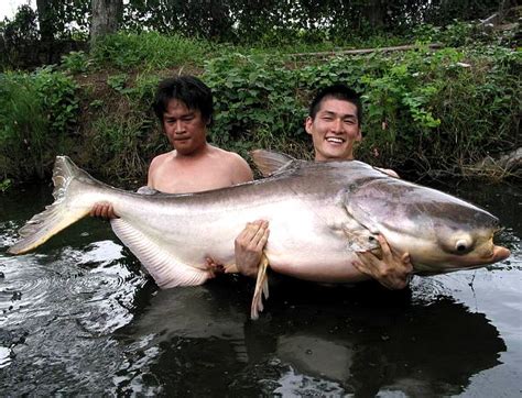 Giant Mekong Catfish Fishing package | MegaFishingThailand